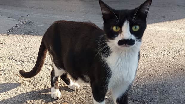 Pala bıyıklı kedi görenleri tebessüm ettiriyor