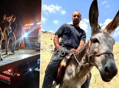 Kadife'nin başına gelenler sosyal medyayı salladı: Bir daha böyle bir eşek bulamayız