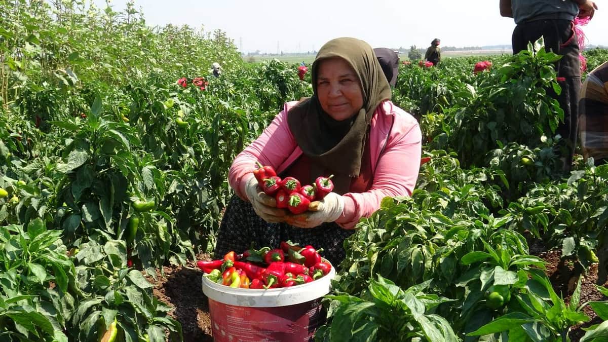 Tütüne veda, 'kırmızı inciye' merhaba: Salihli tarlalarında hasat başladı!