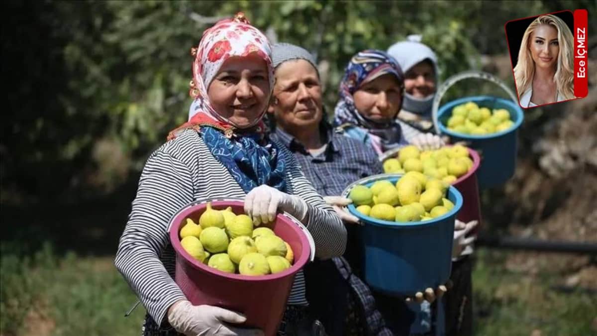 Kuru incirde maliyet, kuraklık ve ihracat baskısı büyüyor: Üretici tedirgin