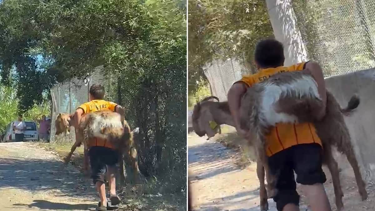 Antalya'daki yangında yürek ısıtan görüntü: 2 çocuk, keçiyi sırtlarında taşıyarak kurtardı