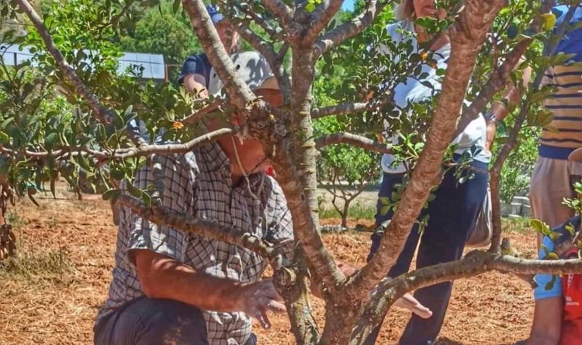 11 yıl sona ilk kez hasat edildi: Ağaç başına 1 kilo ürün...