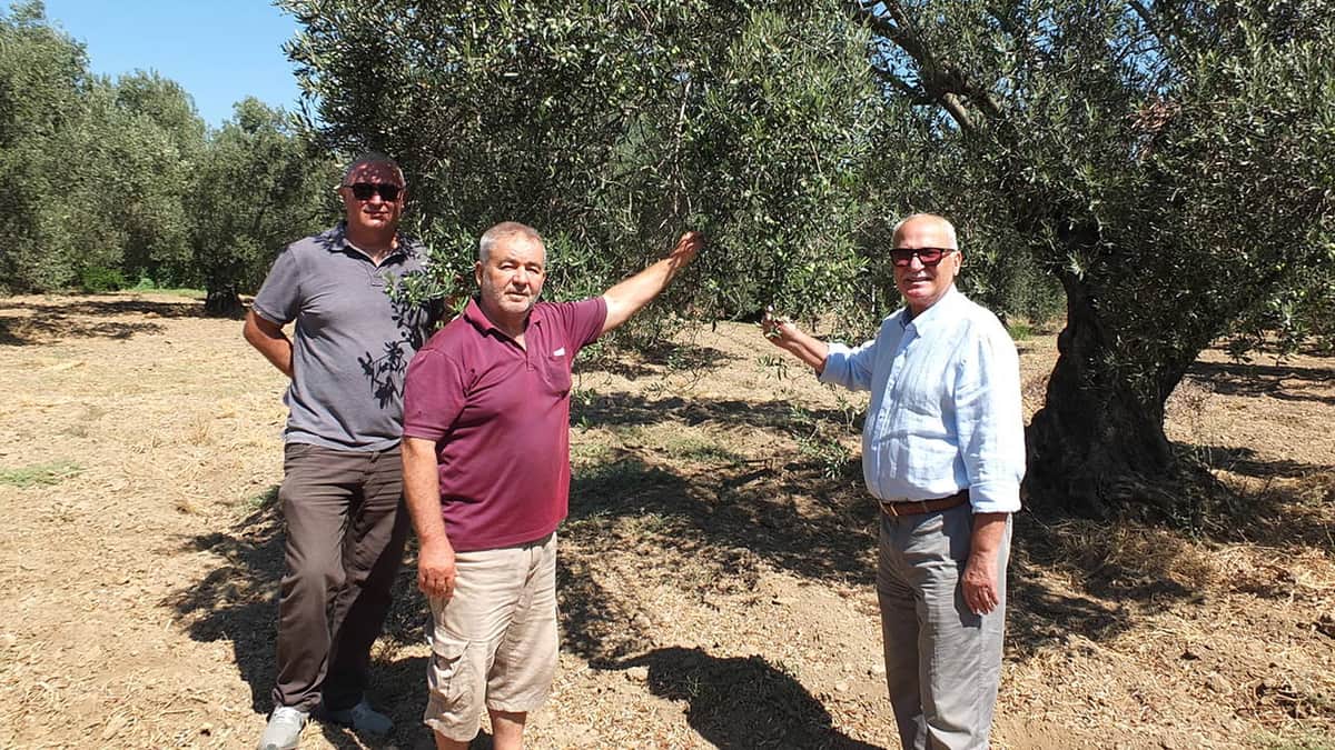 Zeytin üreticilerinden Hazine ve Maliye Bakanlığı'na dilekçe