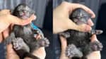 Say say bitmedi: 29 parmaklı kedi koca patileriyle dünya rekoru kırdı!