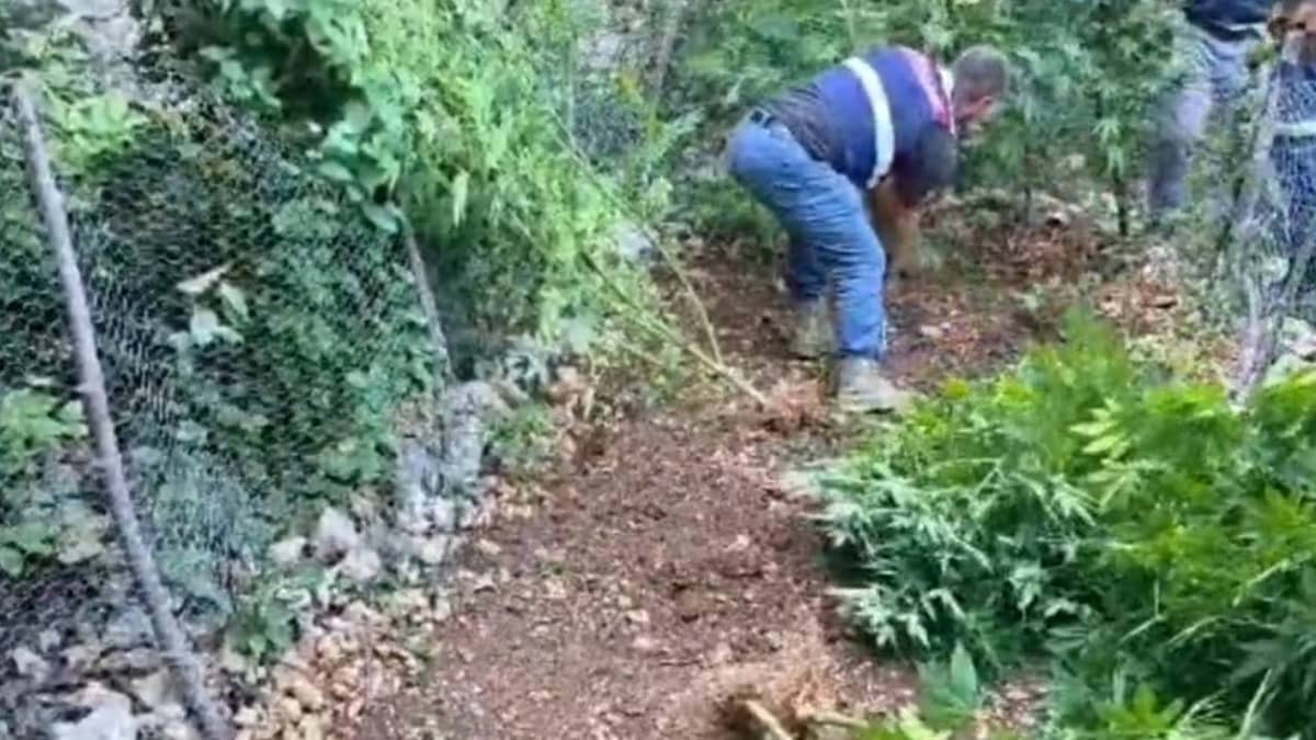 Hatay'da 371 kök kenevir ele geçirildi: 3 gözaltı