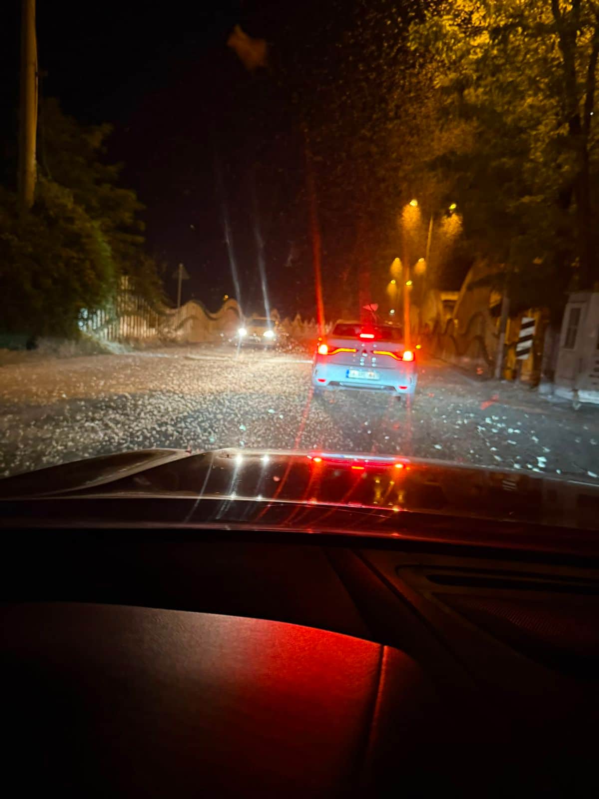 Sakarya'da 'kelebeklerin ölüm dansı' yeniden yaşandı Sakarya'da 'kelebeklerin ölüm dansı' yeniden yaşandı