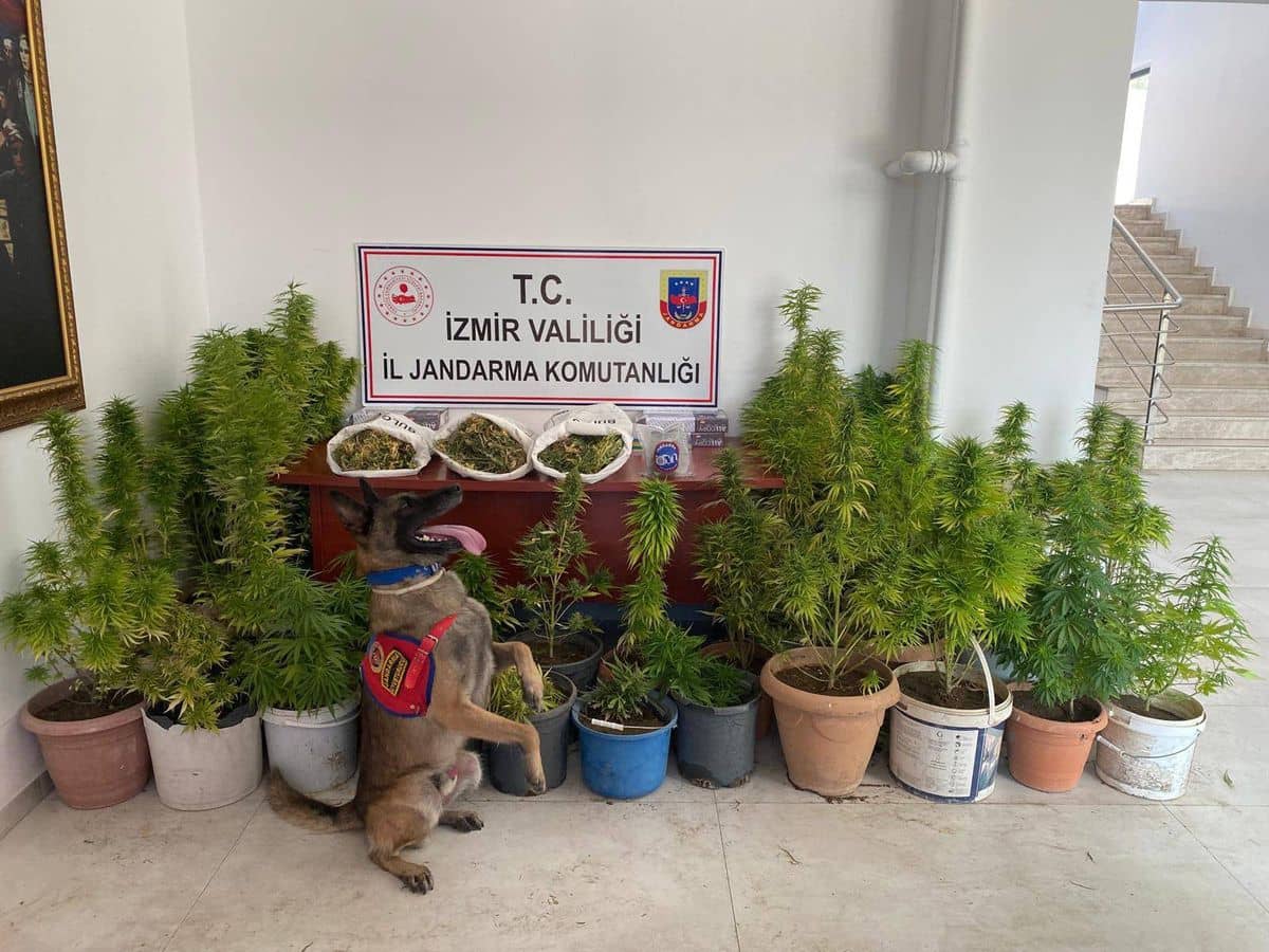 İzmir’de Jandarmadan uyuşturucu operasyonu: 8 kilo 339 gram esrar ele geçirildi İzmir’de Jandarmadan uyuşturucu operasyonu: 8 kilo 339 gram esrar ele geçirildi