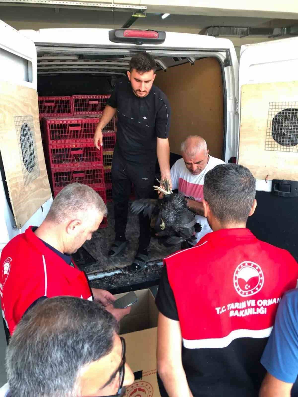 Çelikhan’da 20 aileye 440 kümes hayvanı dağıtıldı Çelikhan’da 20 aileye 440 kümes hayvanı dağıtıldı