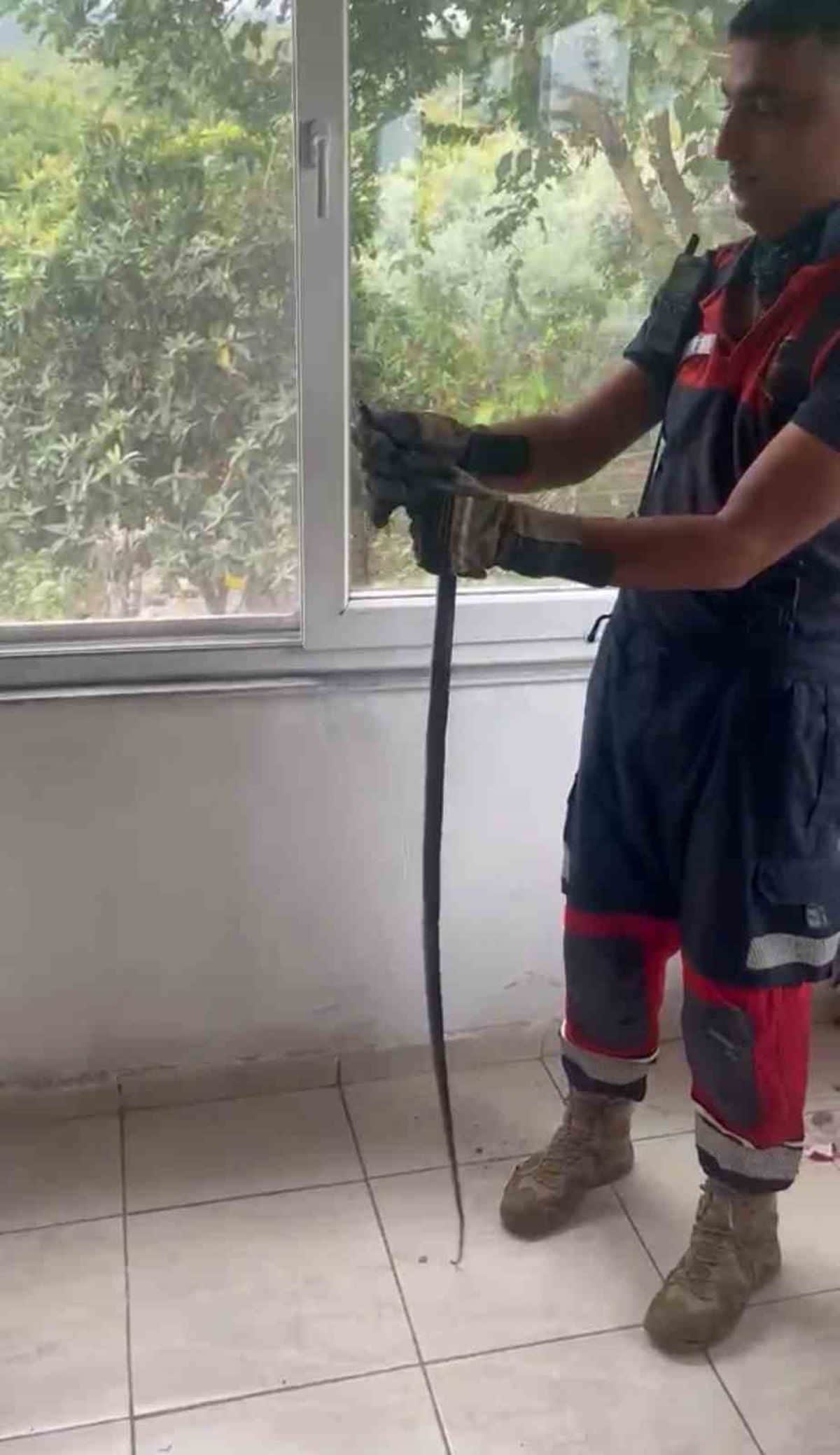 Yılan Pencere Arasından Kurtarıldı Yılan Pencere Arasından Kurtarıldı