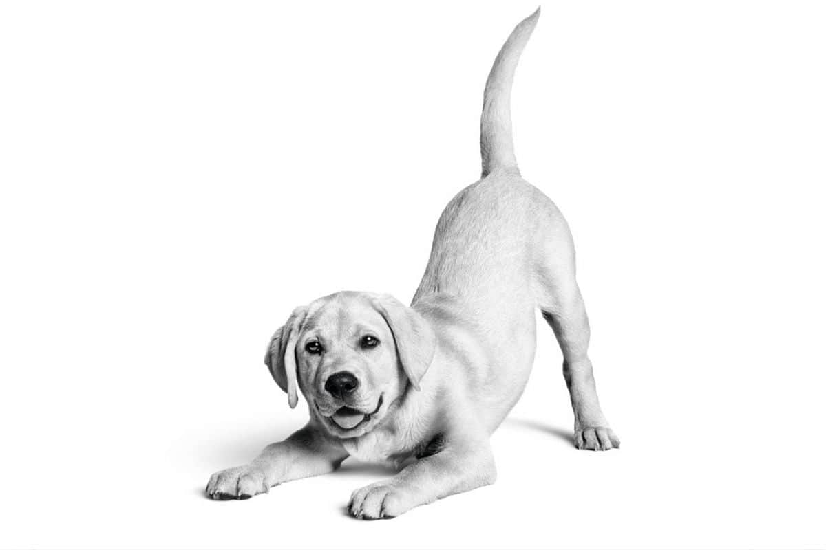 Royal Canin Türkiye’de 10. yılını kutluyor: 6,4 milyon kedi ve köpeğe ulaştı Royal Canin Türkiye’de 10. yılını kutluyor: 6,4 milyon kedi ve köpeğe ulaştı