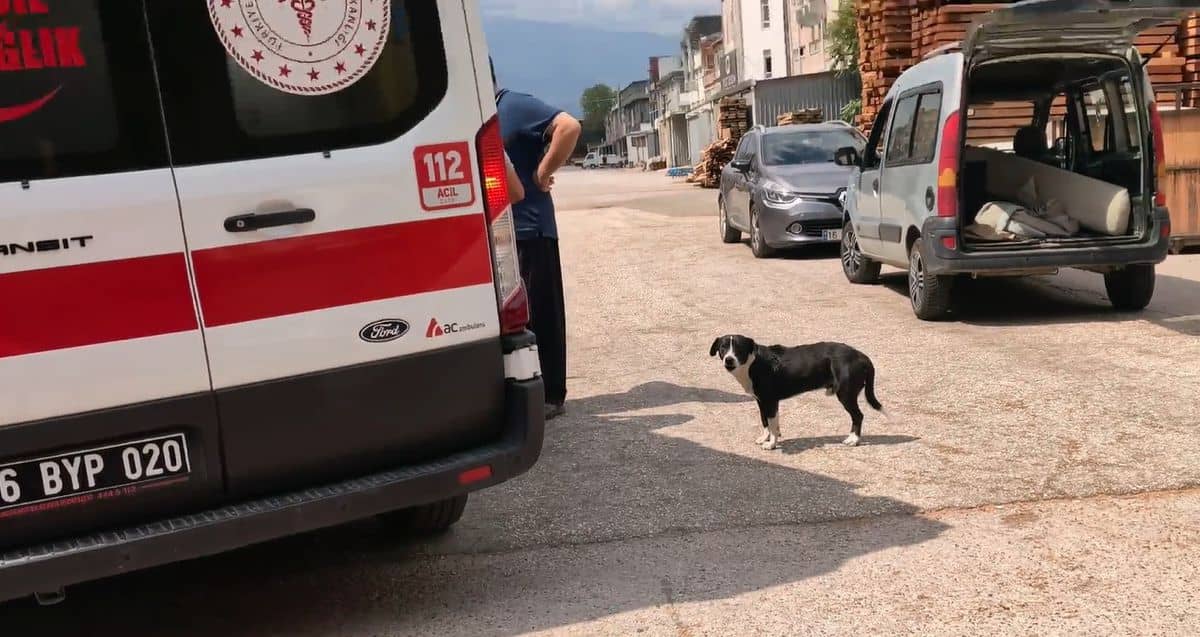 Köpeğe Çarpmamak İçin Manevra Yapan Motosiklet Sürücüsü Yaralandı Köpeğe Çarpmamak İçin Manevra Yapan Motosiklet Sürücüsü Yaralandı