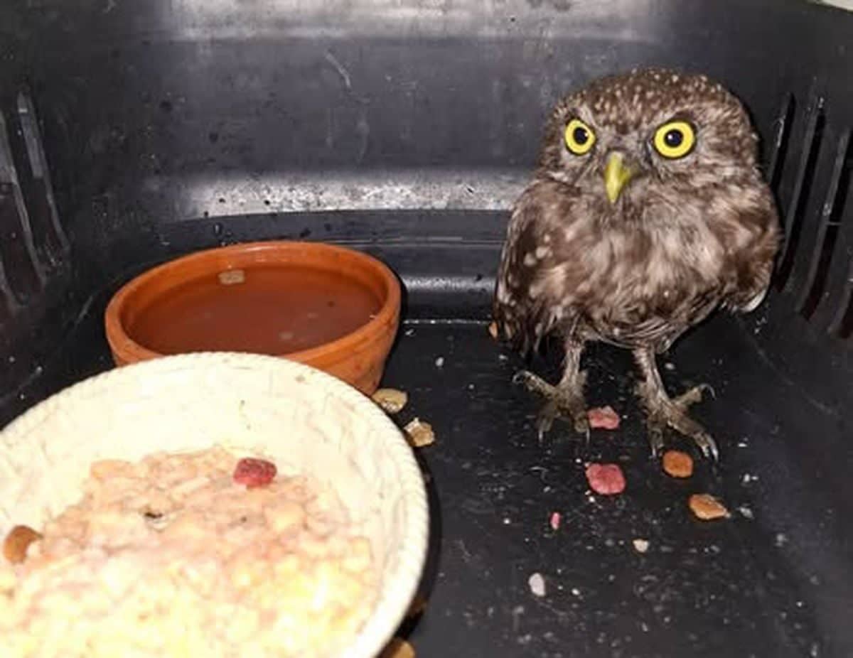 Kedi Saldırısından Kurtarılan Yavru Baykuş Yetkililere Teslim Edildi Kedi Saldırısından Kurtarılan Yavru Baykuş Yetkililere Teslim Edildi