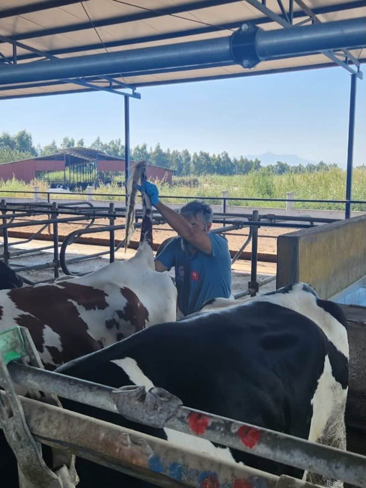 Söke’de hastalıktan ari işletmelerde rutin sağlık kontrolleri sürüyor Söke’de hastalıktan ari işletmelerde rutin sağlık kontrolleri sürüyor