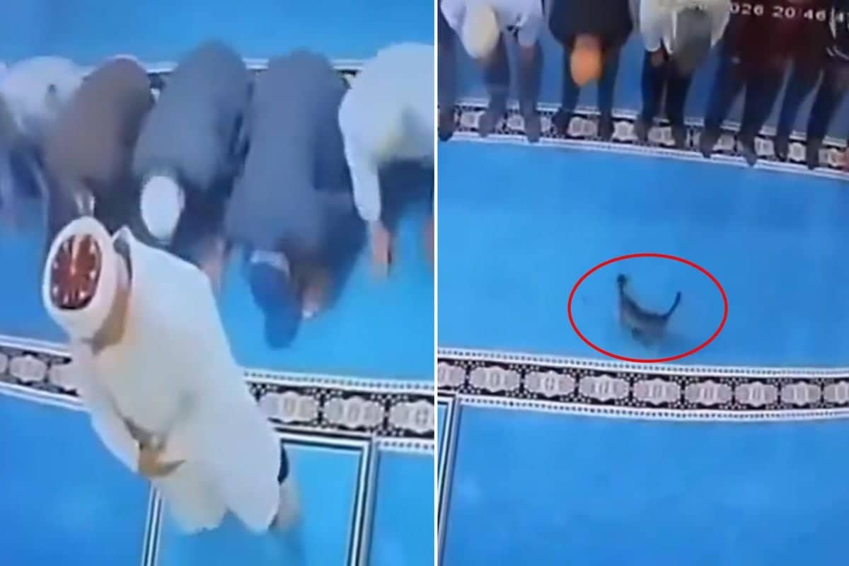 Namazda akılalmaz olay! Tekmelediği kedi imamın başına çarptı Namazda akılalmaz olay! Tekmelediği kedi imamın başına çarptı