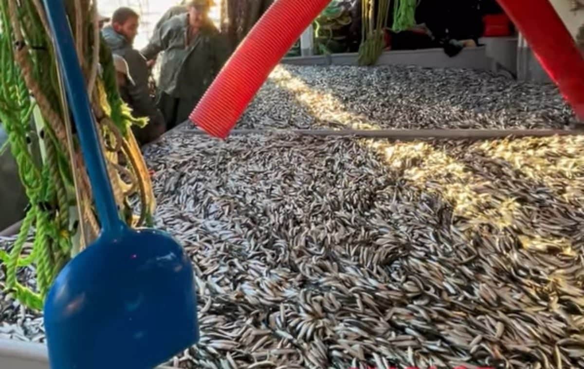 Çanakkale'de Av Sezonu Açıldı: İlk Ağda Bin 500 Kasa Sardalya Çanakkale'de Av Sezonu Açıldı: İlk Ağda Bin 500 Kasa Sardalya