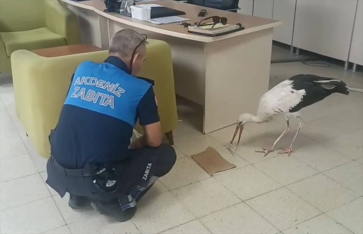Mersin'de Yaralı Leylek Tedavi Altına Alındı Mersin'de Yaralı Leylek Tedavi Altına Alındı