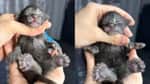 Say say bitmedi: 29 parmaklı kedi koca patileriyle dünya rekoru kırdı! Say say bitmedi: 29 parmaklı kedi koca patileriyle dünya rekoru kırdı!