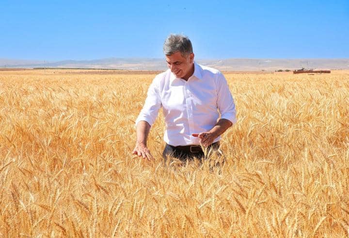 Kanatlı Buğdayı'nın ilk tohumluk hasadı gerçekleştirildi Kanatlı Buğdayı'nın ilk tohumluk hasadı gerçekleştirildi