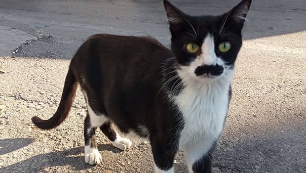 Pala bıyıklı kedi görenleri tebessüm ettiriyor Pala bıyıklı kedi görenleri tebessüm ettiriyor