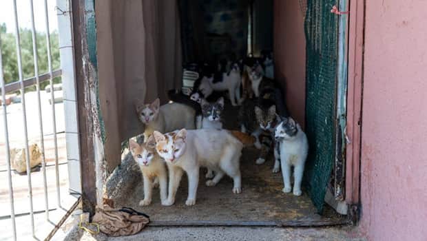Mersin'de 'çöp ev' ihbarıyla gidilen adresten yaklaşık 100 kedi çıktı Mersin'de 'çöp ev' ihbarıyla gidilen adresten yaklaşık 100 kedi çıktı