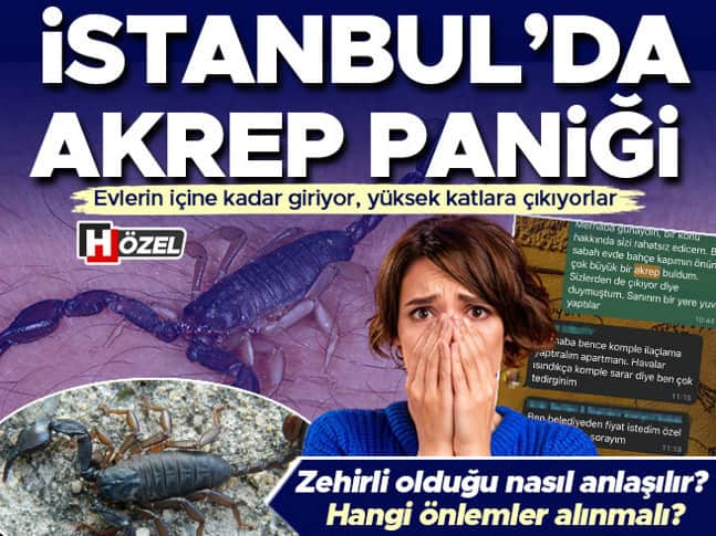 Evlerin içine kadar giriyor, yüksek katlara çıkıyorlar: İstanbul’da akrep paniği! Zehirli olduğu nasıl anlaşılır? Hangi önlemler alınmalı? Evlerin içine kadar giriyor, yüksek katlara çıkıyorlar: İstanbul’da akrep paniği! Zehirli olduğu nasıl anlaşılır? Hangi önlemler alınmalı?