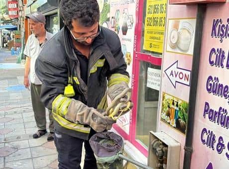 Doğalgaz kutusundan yılan çıktı! Kediden dakikalarca süren takip Doğalgaz kutusundan yılan çıktı! Kediden dakikalarca süren takip
