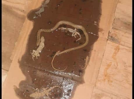 Fare yakalamak için tuzak kurdu! Gördüğü manzara karşısında hayrete düştü Fare yakalamak için tuzak kurdu! Gördüğü manzara karşısında hayrete düştü