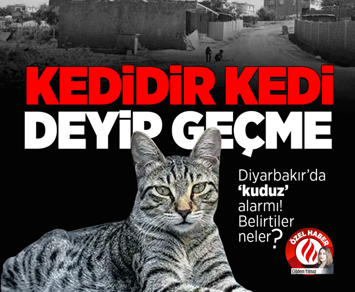 Diyarbakır’da ‘kuduz’ alarmı! Kedi ısırdı entübe edildi Diyarbakır’da ‘kuduz’ alarmı! Kedi ısırdı entübe edildi