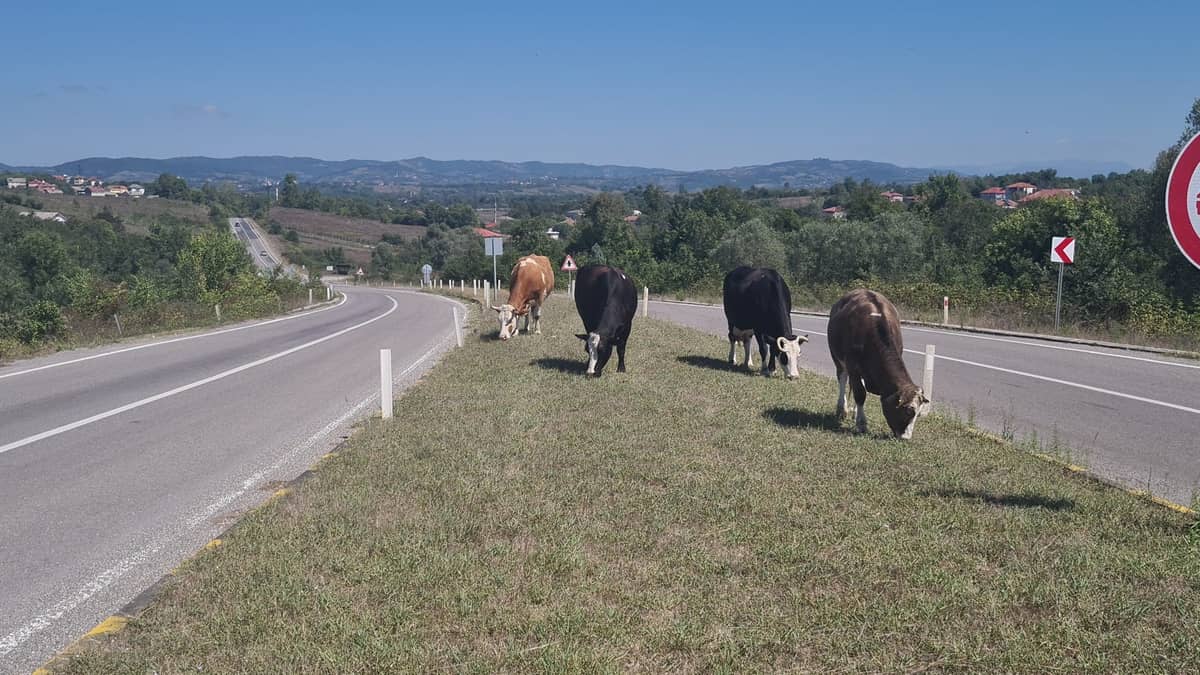 Zonguldak'ta başıboş hayvan tehlikesi: 17 gün önce 6 kişi yaralanmıştı! Zonguldak'ta başıboş hayvan tehlikesi: 17 gün önce 6 kişi yaralanmıştı!
