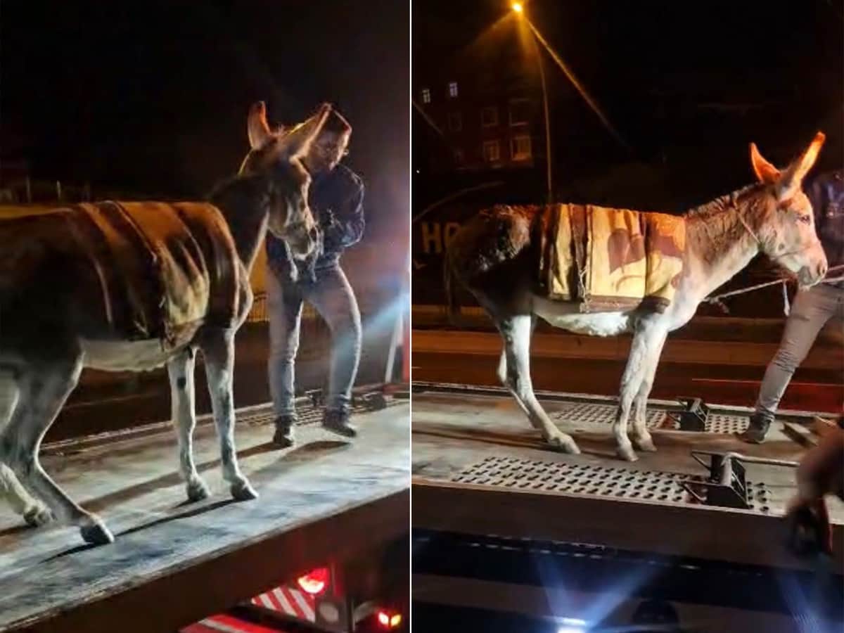 Ankara’da şaşırtan olay. Başıboş eşeği çekiciyle otoparka götürdüler Ankara’da şaşırtan olay. Başıboş eşeği çekiciyle otoparka götürdüler