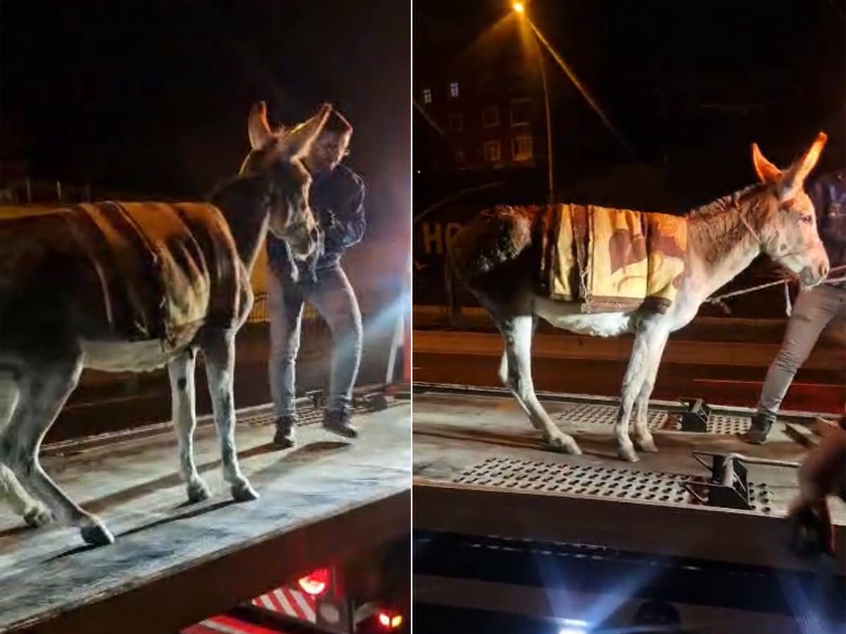 Ankara’da şaşırtan olay. Başıboş eşeği çekiciyle otoparka götürdüler Ankara’da şaşırtan olay. Başıboş eşeği çekiciyle otoparka götürdüler
