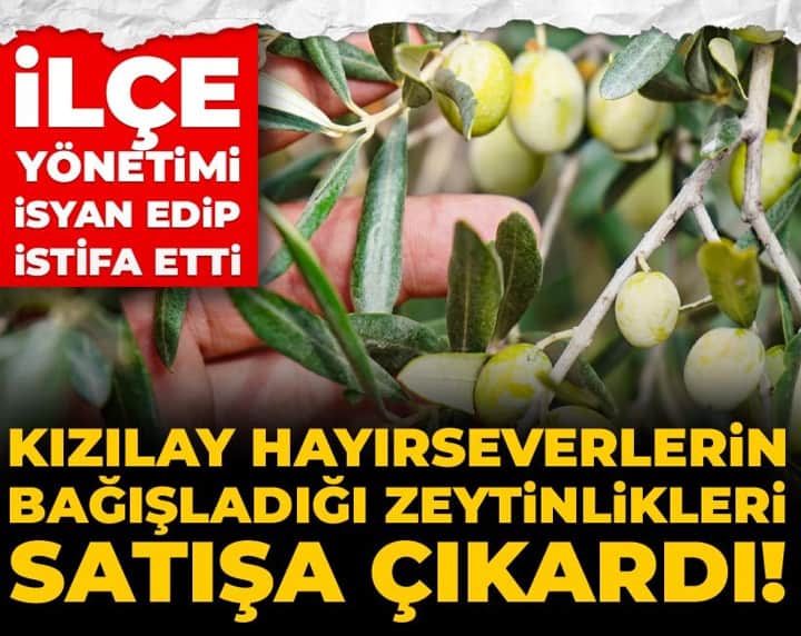 Kızılay hayırseverlerin bağışladığı zeytinlikleri satışa çıkardı! İlçe yönetimi isyan edip istifa etti Kızılay hayırseverlerin bağışladığı zeytinlikleri satışa çıkardı! İlçe yönetimi isyan edip istifa etti