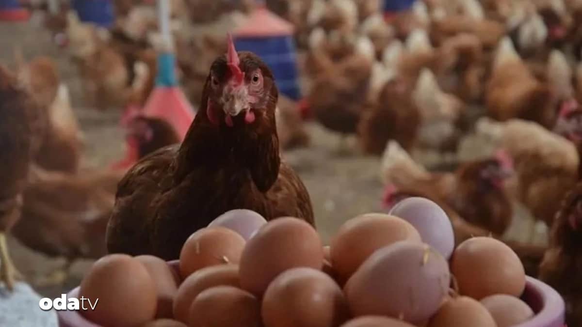 Belçika'da salmonella alarmı Belçika'da salmonella alarmı