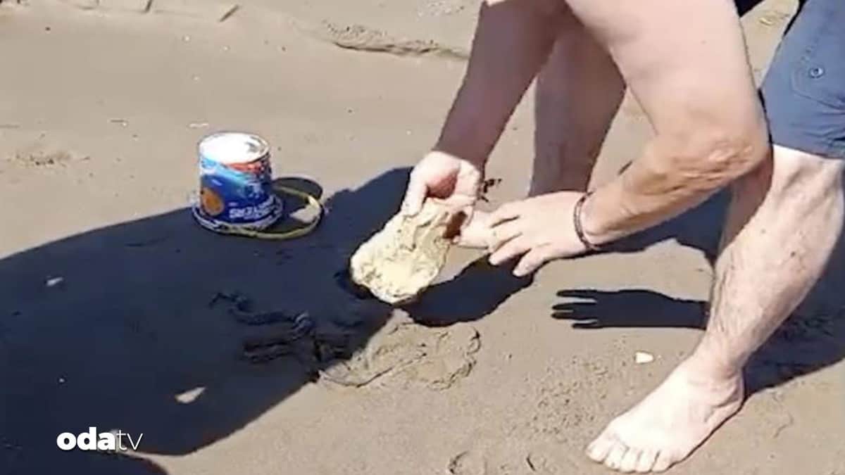 Plajda görülen yılan vatandaşlara panik yaşattı Plajda görülen yılan vatandaşlara panik yaşattı