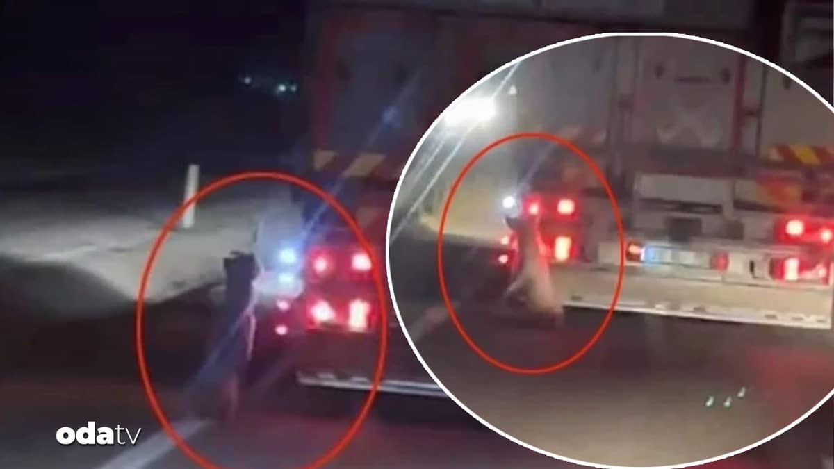 Denizli'de vahşet: Köpeği kamyonetin arkasına bağladı Denizli'de vahşet: Köpeği kamyonetin arkasına bağladı
