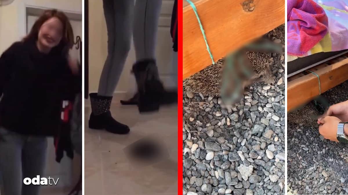 Bu kez ne kedi köpek: Kaplumbağayı öldürdü... Kirpi şezlonga bağlandı Bu kez ne kedi köpek: Kaplumbağayı öldürdü... Kirpi şezlonga bağlandı