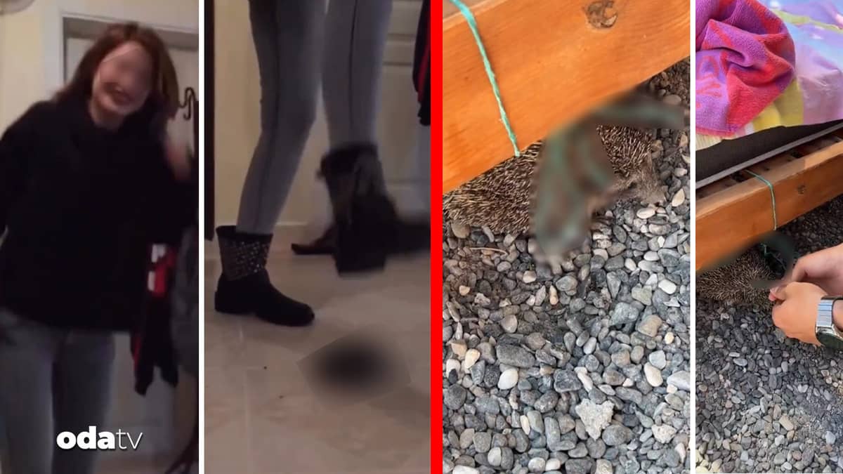 Bu kez ne kedi köpek: Kaplumbağayı öldürdü... Kirpi şezlonga bağlandı Bu kez ne kedi köpek: Kaplumbağayı öldürdü... Kirpi şezlonga bağlandı