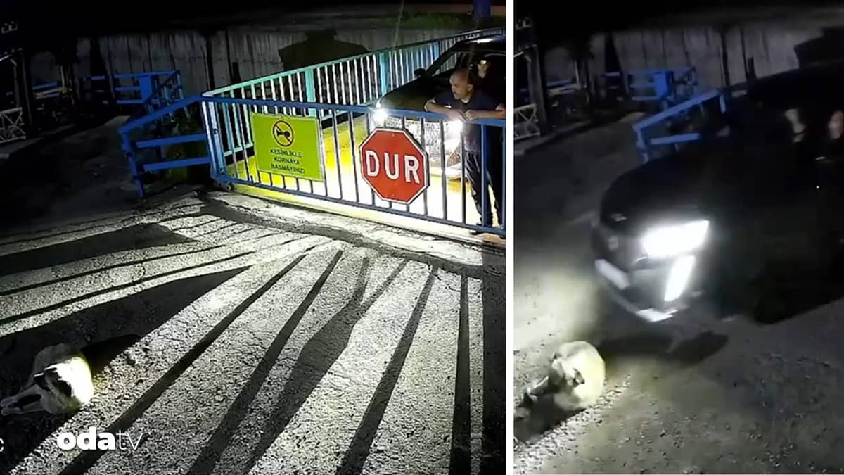 Dünya Köpekler Günü'nde infial yaratan görüntüler: Köpeğe önce baktı, sonra ezdi Dünya Köpekler Günü'nde infial yaratan görüntüler: Köpeğe önce baktı, sonra ezdi