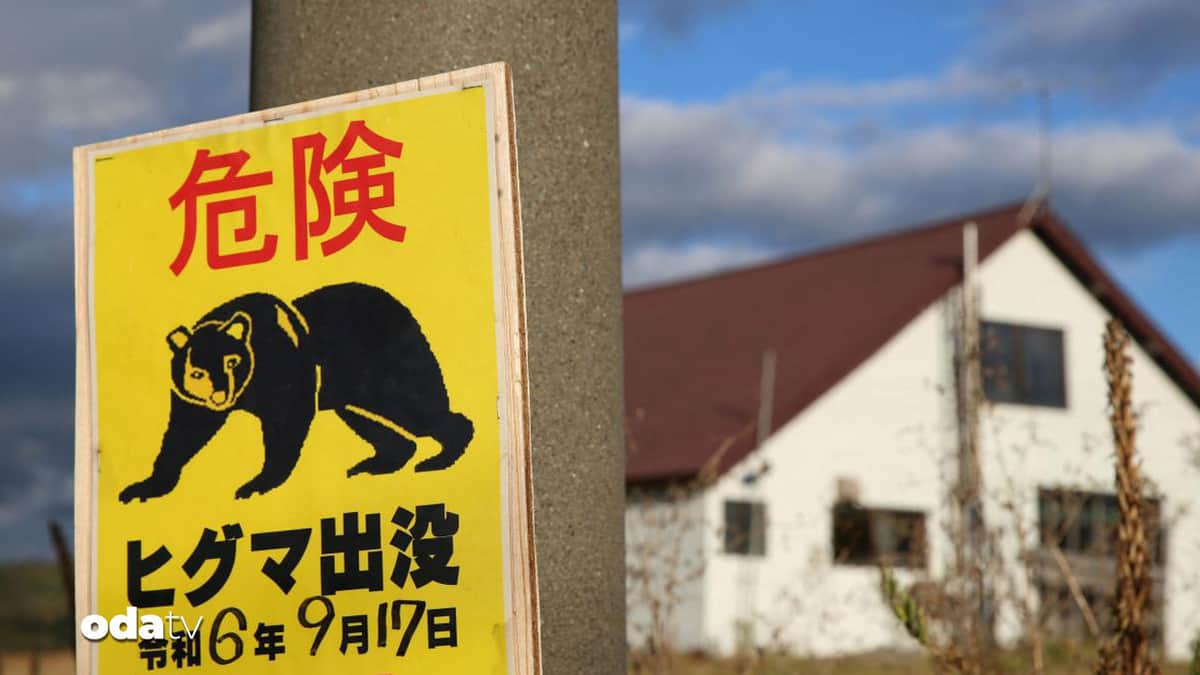 Japon hükümetinden ayı katliamı Japon hükümetinden ayı katliamı