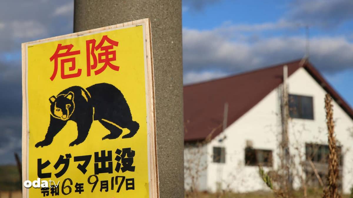 Japon hükümetinden ayı katliamı Japon hükümetinden ayı katliamı