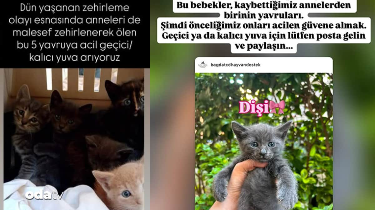 Caddebostan'da kediler zehirlendi: Nekropsi yapılacak Caddebostan'da kediler zehirlendi: Nekropsi yapılacak