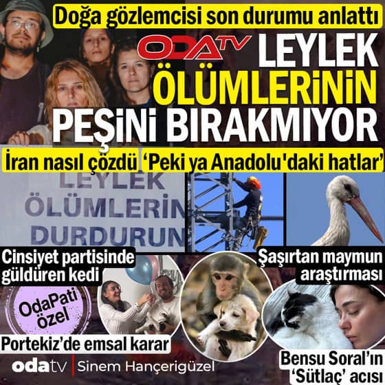 Odatv leylek ölümlerinin peşini bırakmıyor: Doğa gözlemcisi son durumu anlattı... Soral'ın acı günü... Şaşırtan maymun araştırması Odatv leylek ölümlerinin peşini bırakmıyor: Doğa gözlemcisi son durumu anlattı... Soral'ın acı günü... Şaşırtan maymun araştırması