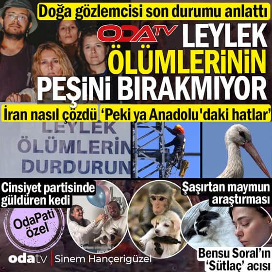 Odatv leylek ölümlerinin peşini bırakmıyor: Doğa gözlemcisi son durumu anlattı... Soral'ın acı günü... Şaşırtan maymun araştırması Odatv leylek ölümlerinin peşini bırakmıyor: Doğa gözlemcisi son durumu anlattı... Soral'ın acı günü... Şaşırtan maymun araştırması
