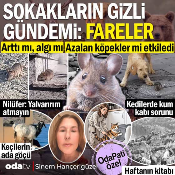 Sokakların gizli gündemi: Fareler... Arttı mı, algı mı... Köpeklerin etkisi mi... OdaPati araştırdı Sokakların gizli gündemi: Fareler... Arttı mı, algı mı... Köpeklerin etkisi mi... OdaPati araştırdı
