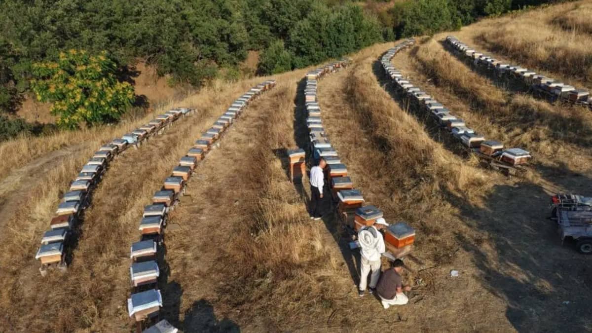 Doğanın bereketi bala yansıdı: Rekoltede yüzde 20 artış Doğanın bereketi bala yansıdı: Rekoltede yüzde 20 artış