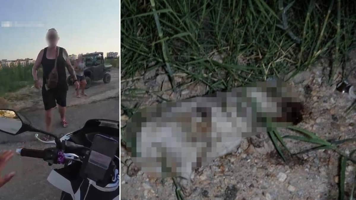 'Alman turist yavru köpeği taşla öldürdü' iddiası: Gözaltına alınıp serbest bırakıldı 'Alman turist yavru köpeği taşla öldürdü' iddiası: Gözaltına alınıp serbest bırakıldı