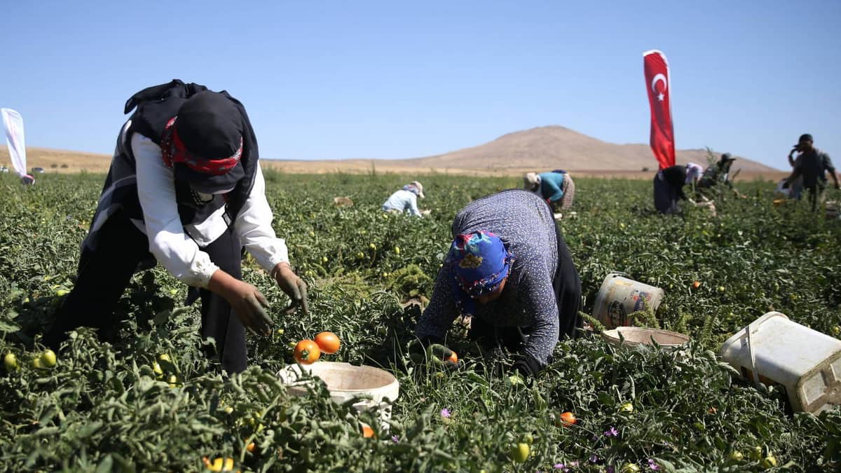 Nemrut Dağı eteklerinde hasat ediliyor: 600 dekarlık alanda yetişiyor... Nemrut Dağı eteklerinde hasat ediliyor: 600 dekarlık alanda yetişiyor...