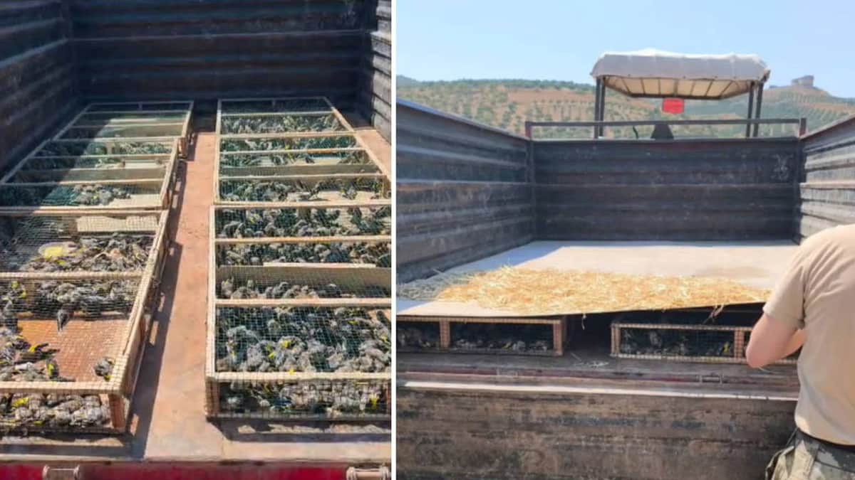Traktörün römorkundan 2 bin 114 saka çıktı: Sürücüye 19,8 milyon TL'lik ceza! Traktörün römorkundan 2 bin 114 saka çıktı: Sürücüye 19,8 milyon TL'lik ceza!