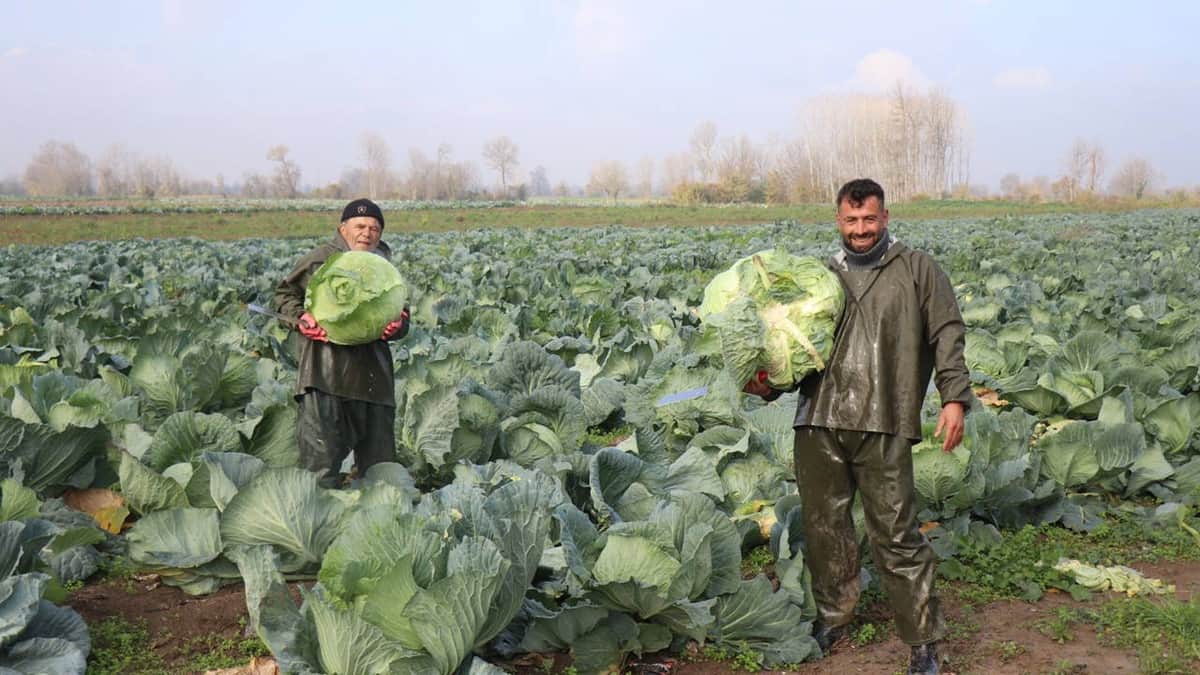 Tüccarlar tarlaya akın etti: 300 bin tonluk 'beyaz altın' bereketi! Tanesi 60 TL... Tüccarlar tarlaya akın etti: 300 bin tonluk 'beyaz altın' bereketi! Tanesi 60 TL...