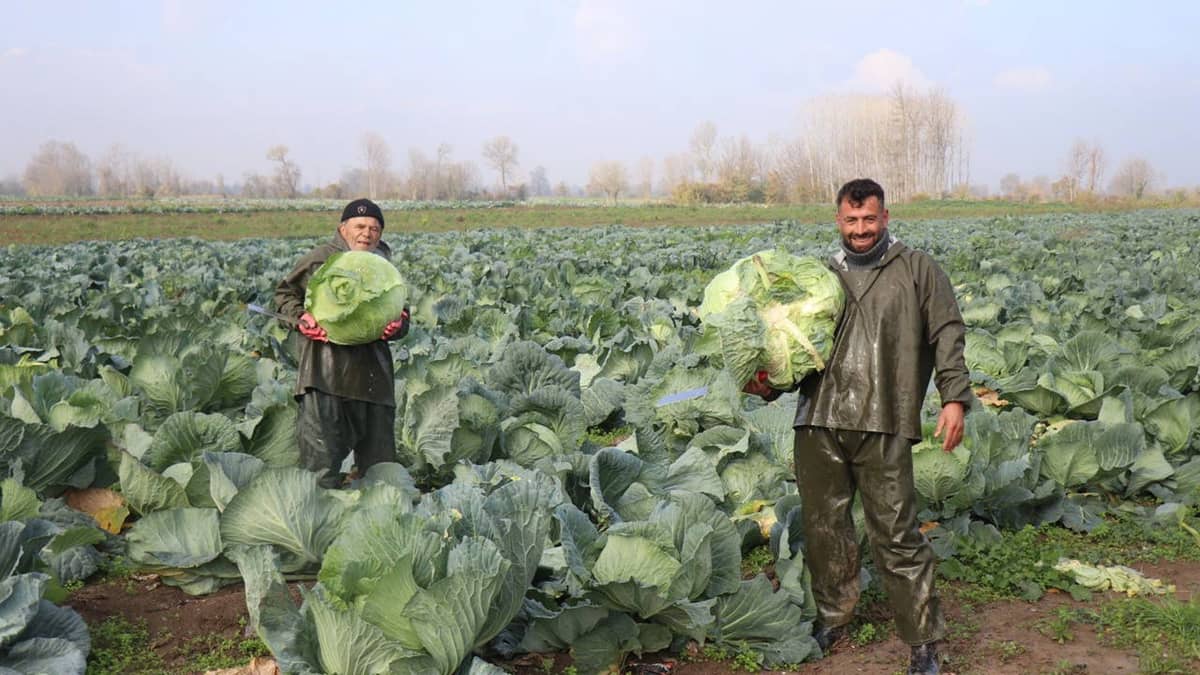 Tüccarlar tarlaya akın etti: 300 bin tonluk 'beyaz altın' bereketi! Tanesi 60 TL... Tüccarlar tarlaya akın etti: 300 bin tonluk 'beyaz altın' bereketi! Tanesi 60 TL...